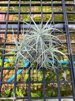 Tillandsia ‘Sweet Isabel’