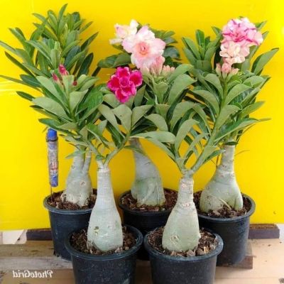 12 เมล็ด เมล็ดพันธุ์ ชวนชม สายพันธุ์ฮอลแลนด์ คละสี Adenium Seeds กุหลาบทะเลทราย Desert Rose ราชินีบอนไซ อัตรางอก 80-90% มีคู่มือปลูก