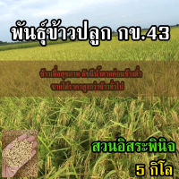 Femebo ข้าวปลูกกข43 เมล็ดพันธุ์ข้าวกข.43 จำนวน 5 กิโลกรัม