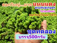 แหนแดงกรมวิชาการเกษตร ไมโครฟิลล่า (ชุดทดลอง500กรัม)