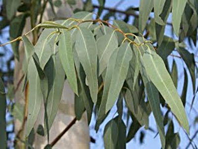 ขายส่ง 100 กรัมหรือ 1 ขีด เมล็ดยูคาลิปตัส Eucalyptus น้ำมันยูคาลิปตัส น้ำมันเขียว ยูคาลิป พรรณไม้บำบัดโรค ยูคาลิปตัสสี ต้นกระดาษ