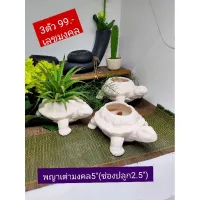 เต่ามงคลขนาด3.5*5(ช่องไปลูก2*1.7)ขาวธรรมชาติ3ตัว