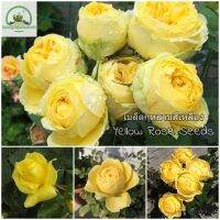 เมล็ดพันธุ์ ดอกกุหลาบสีเหลือง Yellow Rose Flower Seeds ต้นดอกไม้สวยๆเมล็ดดอกไม้ พันธุ์ดอกไม้ ต้นไม้ประดับ ต้นไม้มงคล ต้นไม้ฟอกอากาศ ดอกไม้จริง ต้นกุหลาบ ของแต่งสวน เมล็ดพันธุ์แท้ 100% ปลูกง่าย ปลูกได้ทั่วไทย (แต่ละแพ็คมี 100 เมล็ด - Seeds for planting)