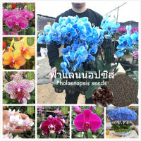 ( Pro+++ ) ฟาแลนนอปซิส 50 เมล็ด Phalaenopsis Seeds Orchid Flower Seeds เมล็ดบอนสี บอนสีหายาก ต้นไม้มงคล ต้นไม้ฟอกอากาศ ต้นไม้ประดับ ราคาคุ้มค่า พรรณ ไม้ น้ำ พรรณ ไม้ ทุก ชนิด พรรณ ไม้ น้ำ สวยงาม พรรณ ไม้ มงคล