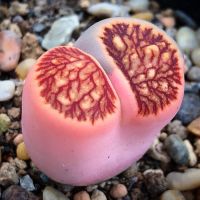 20 เมล็ด ไลทอป กระบองเพชร ไม้อวบน้ำ กุหลาบหิน แคคตัส สายพันธุ์ Lithops Julii Kikushogiyoku