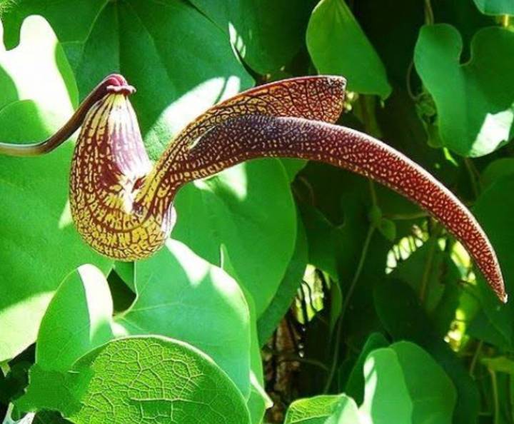 ไก่ฟ้าพญาลอ-เมล็ดพันธุ์ไก่ฟ้าพญาลอ-aristolochia-ringens-vahl-seed-ไม้มงคล-ค้าขายร่ำรวย-บรรจุ-5-เมล็ด-10-บาท