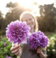 1 หัว/ออเดอร์ รักเร่ Dahlia สายพันธุ์ Lilac Time หัวรักเร่ ดอกไม้ หัวหน่อ เหง้า นำเข้า เนเธอร์แลน หัวสดใหม่