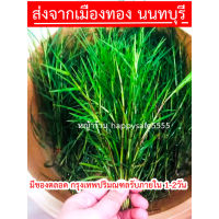 พร้อมส่ง หญ้าแพรกสด ถวายพระพิฆเนศ ️(1 กำมี 40 -45 ต้น ) มีฟาร์มปลูกเฉพาะไม่ได้ตัดข้างทาง ไม่เหม็น ส่งจากเมืองทองธานี