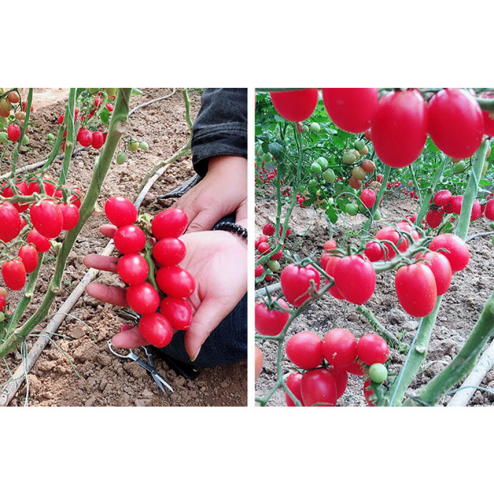 เมล็ดพันธุ์มะเขือเทศเชอรี่แดง-20เมล็ด-เมล็ดมะเขือเทศเชอรี่-10แถม1-cherry-tomato