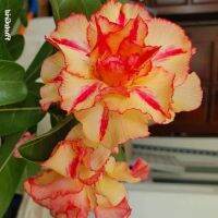 10 เมล็ด เมล็ดพันธุ์ ชวนชม สายพันธุ์ไต้หวัน ดอกสีส้ม Adenium Seeds กุหลาบทะเลทราย Desert Rose ราชินีบอนไซ อัตราเปอร์เซ็นต์การงอก 80-90% มีคู่มือปลูก