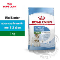 Royal Canin Mini Starter Mother&amp;Babydog อาหารสำหรับแม่สุนัขพันธุ์เล็กช่วงตั้งท้องถึงระยะให้นม และลูกสุนัขพันธุ์เล็กหย่านม-3 เดือน ขนาด1kg