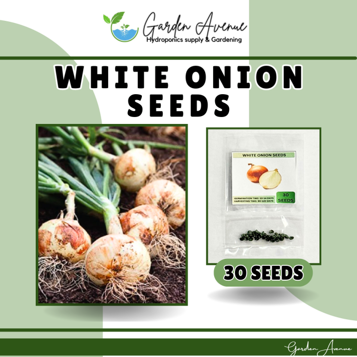 WHITE ONION SEEDS (30PCS SEEDS) FOR PLANTING/FARMING/GARDENING/HYBRID