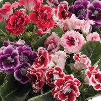 25 Plant Seeds เมล็ดพันธุ์ เมล็ด กุหลาบนางฟ้า Gloxinia Seeds อัตราการงอกของเมล็ด 80-85%