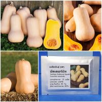 เมล็ดพันธุ์ บัตเตอร์นัท Waltham Butternut Squash Seed 25 เมล็ด ของแท้ เมล็ดพันธุ์พืช ผักสวนครัว เมล็ดพันธุ์ผัก