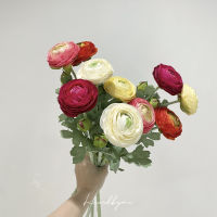 Premium Ranunculus TY2 ดอกเรนันคูลัสเกรดพรีเมียม