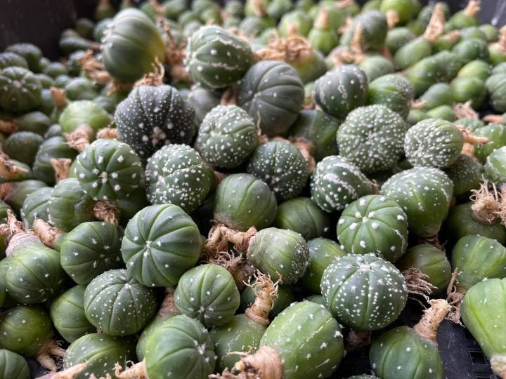 แอสโตร-แคคตัส-แอสโตรไฟตัม-แอสโตร-super-kabuto-v-astrophytum-ราคาเบาๆขนาดกำลังน่ารักๆ1-5-3cm