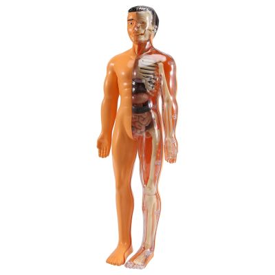 3D Human Body Anatomy Model Children Plastic DIY Skeleton Toy Science Early Learning Aids Educational Toys