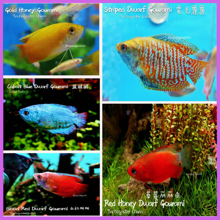 Aquarium Pet ~ Dwarf Gourami ~ Stripe Dwarf Gourami/Blood Red Dwarf ...