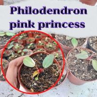 1 กระถาง Philodendron pink princess พิ้งปริ้นเซส เจ้าหญิงสีชมพู คละต้น พร้อมจัดส่ง