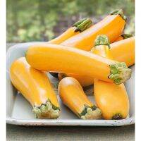 ซูกินีเหลือง  zucchini yellow  เมล็ดนำเข้าเมล็ดสำหรับปลูก บรรจุ 10-30 เมล็ด (ซื้อ10 เเถม 1 คละได้)