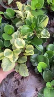 ( Promotion+++) คุ้มที่สุด ต้นเปเปอร์หยก Peperomia Variegated Plant ธูปมงคล ใบเขียว/ใบด่าง #ไม้ฟอกอากาศ #ไม้มงคล ราคาดี พรรณ ไม้ น้ำ พรรณ ไม้ ทุก ชนิด พรรณ ไม้ น้ำ สวยงาม พรรณ ไม้ มงคล