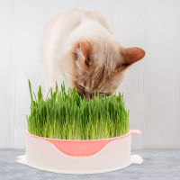 Ajigo【Hot Sale】 Cat Grass Planter Household Grass Planting Box Nursery Cat Grass Hydroponic Case