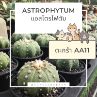 Astrophytum แคคตัส กระบองเพชร (AA11)