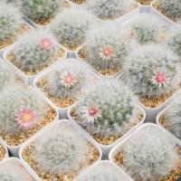 โปรโมชั่น Mammillaria Bocasana v. multilanata แมมลูกผสม ขนฟู มีหนาม แคคตัส กระบองเพชร ราคาถูก  แคคตัส กระบองเพรช ตะบองเพรช ไม้จิ๋ว ไม้ตั้งโต๊ะทำงาน ไม้ประดับ ไม้มงคล ไม้ดอก