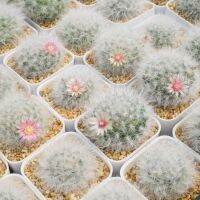 โปรโมชั่น+++++ Mammillaria Bocasana v. multilanata แมมลูกผสม ขนฟู มีหนาม แคคตัส เพชร ราคาดี ต้นไม้ ฟอก อากาศ กระถาง ต้นไม้ ไม้ ประดับ ต้นไม้ ปลูก ใน บ้าน