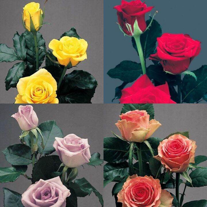 10 seeds/pack Multicolored Rose flower Seeds Bonsai Ornamental Flower