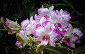 Giá hủy diệt denro chớp enobi hoa cực đẹp siêng hoa hàng cây giống khỏe