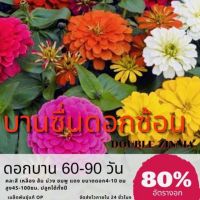 เมล็ดดอกบานชื่นซ้อน คละสี บานชื่น (ซื้อ 10 แถม 1 คละอย่างได้)