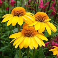 100 เมล็ดพันธุ์ เมล็ด เมล็ดพันธุ์ เอ็กไคนาเซีย หรือ โคนฟลาวเวอร์ Echinacea Coneflower Seeds อัตราการงอก 80-85%