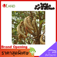 Uland เมล็ดพันธุ์มะขามยักษ์ คัดเมล็ด ใหญ่จุใจ 20 เมล็ด พันธุ์ดี ทนโรค ความต้องการตลาดสูง เมล็ดพันธุ์พืช แปรรูปมะขามอบน้ำผึ้ง ปลูกไว้เป็นแนวรั้ว ทำมะขามเปียก มะขามแช่อิ่ม ขัดผิว