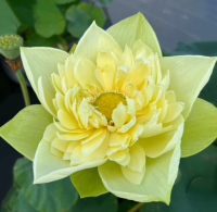 5 เมล็ด บัวนอก บัวนำเข้า บัวสายพันธุ์ Golden Builder LOTUS สีเหลือง สวยงาม ปลูกในสภาพอากาศประเทศไทยได้ ขยายพันธุ์ง่าย เมล็ดสด