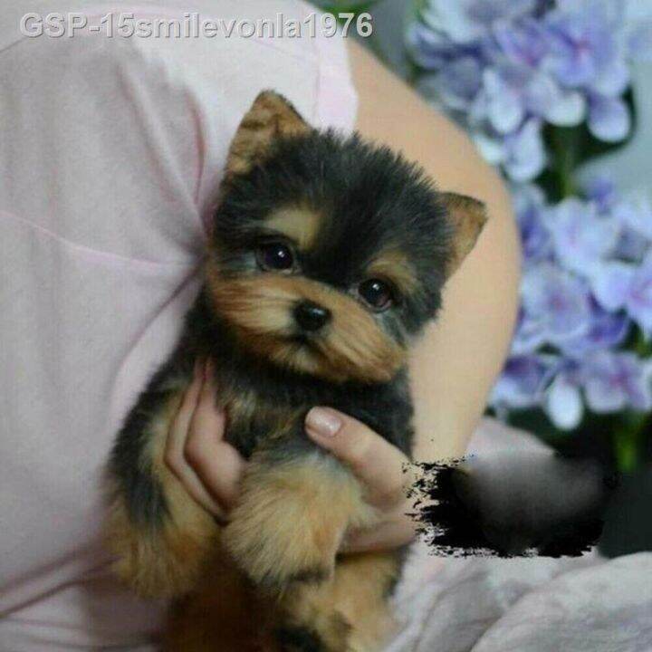 สุนัข-yorkie-ตุ๊กตาผ้า15smilevonla1976น่ารักสำหรับสัตว์เลี้ยง