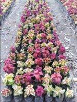 50 เมล็ด เมล็ดพันธุ์ ฤาษีผสม Coleus seed อัตราการงอกสูง 80-90% มีคู่มือปลูก