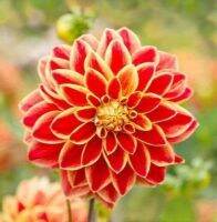 1 หัว/ออเดอร์ รักเร่ Dahlia Bulbs สายพันธุ์ Caballero Dahlia หัวรักเร่ ดอกไม้ หัวหน่อ เหง้า นำเข้า เนเธอร์แลน หัวสดใหม่