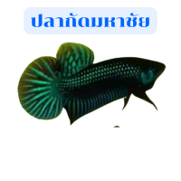 Betta สายพันธุ์ มหาชัยเพศผู้1 ตัว ส่งด่วน รับประกันการจัดส่ง ของดีมีคุณภาพ