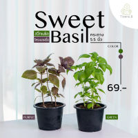 Treeno.9 T322 สวีทเบซิล หรือ โหระพาฝรั่ง มีให้เลือก 2 สี (Sweet Basil) ถุง 6 นิ้ว / สูง 30-40 ซม. / พืชผัก สมุนไพรดีต่อสุขภาพ (ต้นไม้)