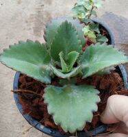 เศรษฐีพันล้าน(Kalanchoe hybrid) เป็นไม้มงคลเสริมความร่ำรวย ทำมาค้าขึ้น ทนแล้ง เลี้ยงง่าย ชอบแดด กระถาง5นิ้ว