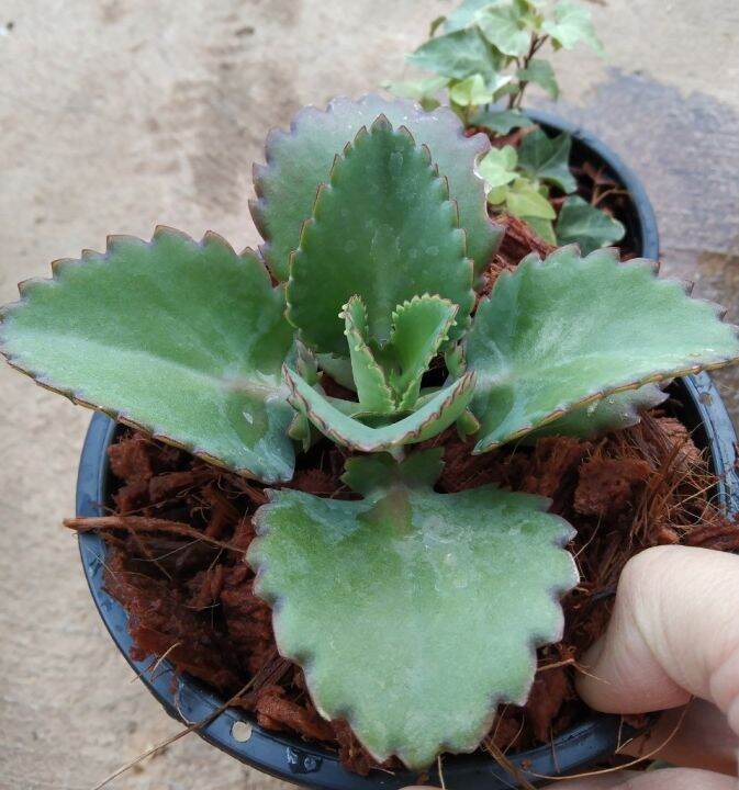 เศรษฐีพันล้าน-kalanchoe-hybrid-เป็นไม้มงคลเสริมความร่ำรวย-ทำมาค้าขึ้น-ทนแล้ง-เลี้ยงง่าย-ชอบแดด-กระถาง5นิ้ว