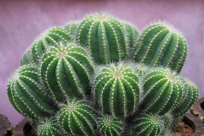 เก็บเงินปลายทาง-cod-เมล็ดพันธุ์แท้100-100-แคปซูลต่อแพ็ค-cactus-seeds-plant-seeds-เมล็ดพันธุ์-ต้นไม้ประดับ-ไม้ประดับ-เมล็ด-ต้นไม้ตกแต่ง-plants-ของแต่งสวน-แต่งสวน-อุปกรณ์แต่งสวน-อัตราการงอกสูง-ปลูกได้ทั
