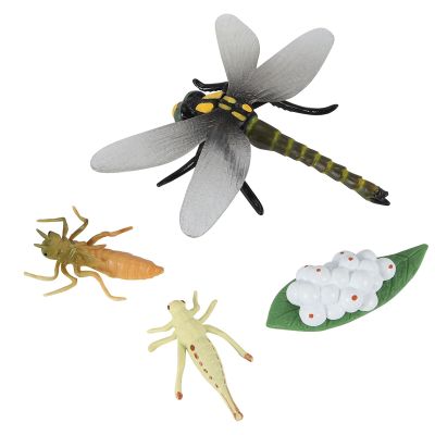 Life Cycle of A Dragonfly Insects Life Cycles Growth Model Children Animal Growth Cycle Science Educational Toys