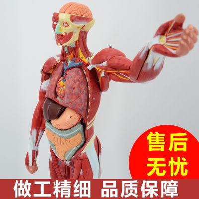 Human body muscle model can remove the whole body muscle dissection bone art with muscle load-point medical