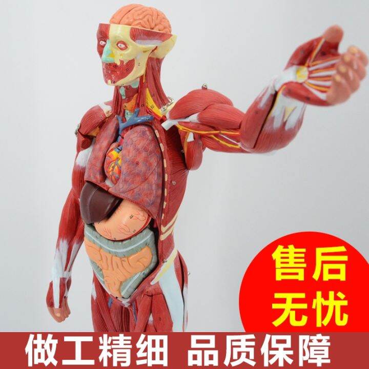 human-body-muscle-model-can-remove-the-whole-body-muscle-dissection-bone-art-with-muscle-load-point-medical