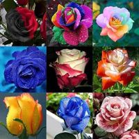 30 เมล็ด เมล็ดพันธุ์ Garden Seeds กุหลาบ สตาร์แอนด์สไตร้พส์ Stripes Rose Seeds คละสี ดอกใหญ่ นำเข้าจากต่างประเทศ พร้อมคู่มือ เมล็ดสด ใหม่