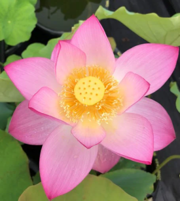 5 เมล็ด บัวนอก บัวนำเข้า บัวสายพันธุ์ SHI KAGO HASH LOTUS - UNUSUAL COLOR สีชมพู สวยงาม ปลูกในสภาพอากาศประเทศไทยได้ ขยายพันธุ์ง่าย เมล็ดสด