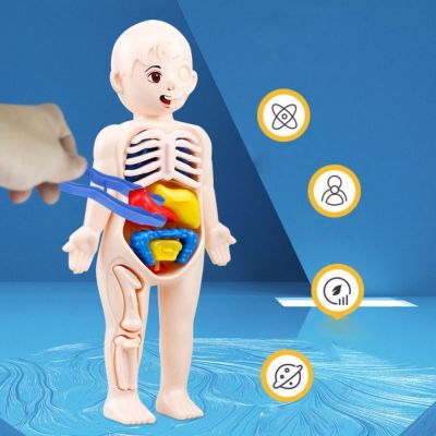 ปริศนา3D เครื่องมือสำหรับการสอน การเรียนรู้ด้านการศึกษา ของเล่นกายวิภาคศาสตร์ ตุ๊กตาร่างกายมนุษย์ ของเล่นประกอบขึ้น หุ่นอวัยวะมนุษย์ แบบจำลองอวัยวะร่างกายมนุษย์ ของเล่นกายวิภาคของร่างกายมนุษย์ แบบจำลองอวัยวะมนุษย์ โมเดลร่างกายมนุษย์