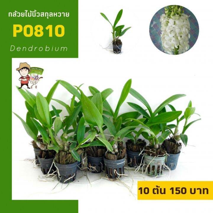 โปรโมชั่น-กล้วยไม้นิ้วสกุลหวาย-dendrobium-p0-ราคาดี-ต้นไม้-ฟอก-อากาศ-กระถาง-ต้นไม้-ไม้-ประดับ-ต้นไม้-ปลูก-ใน-บ้าน